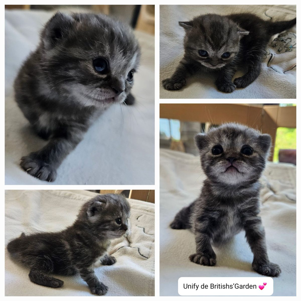 chaton british black smoke unify405873976125055642.