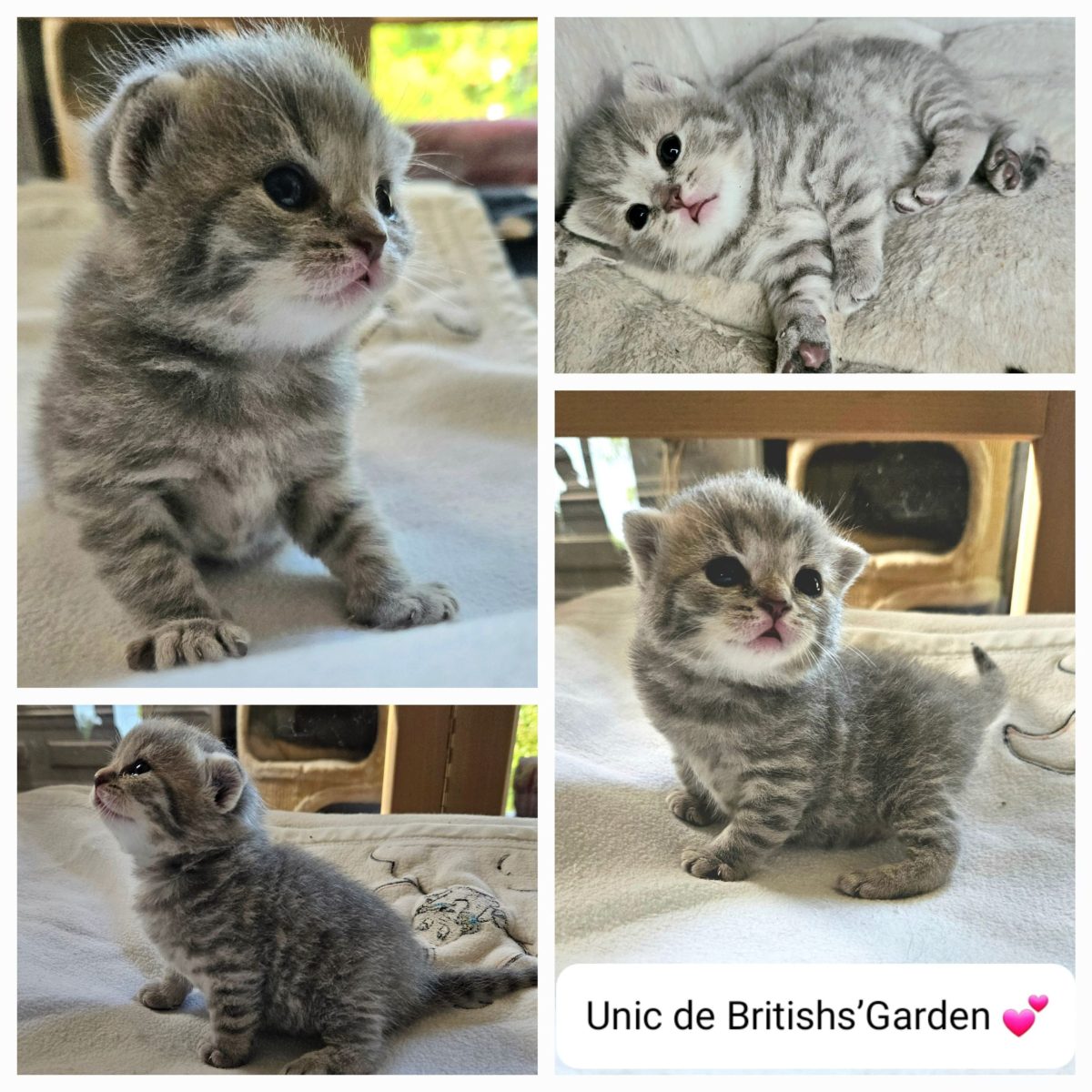 chaton british bleu silver tabby unic1982834400919855272.