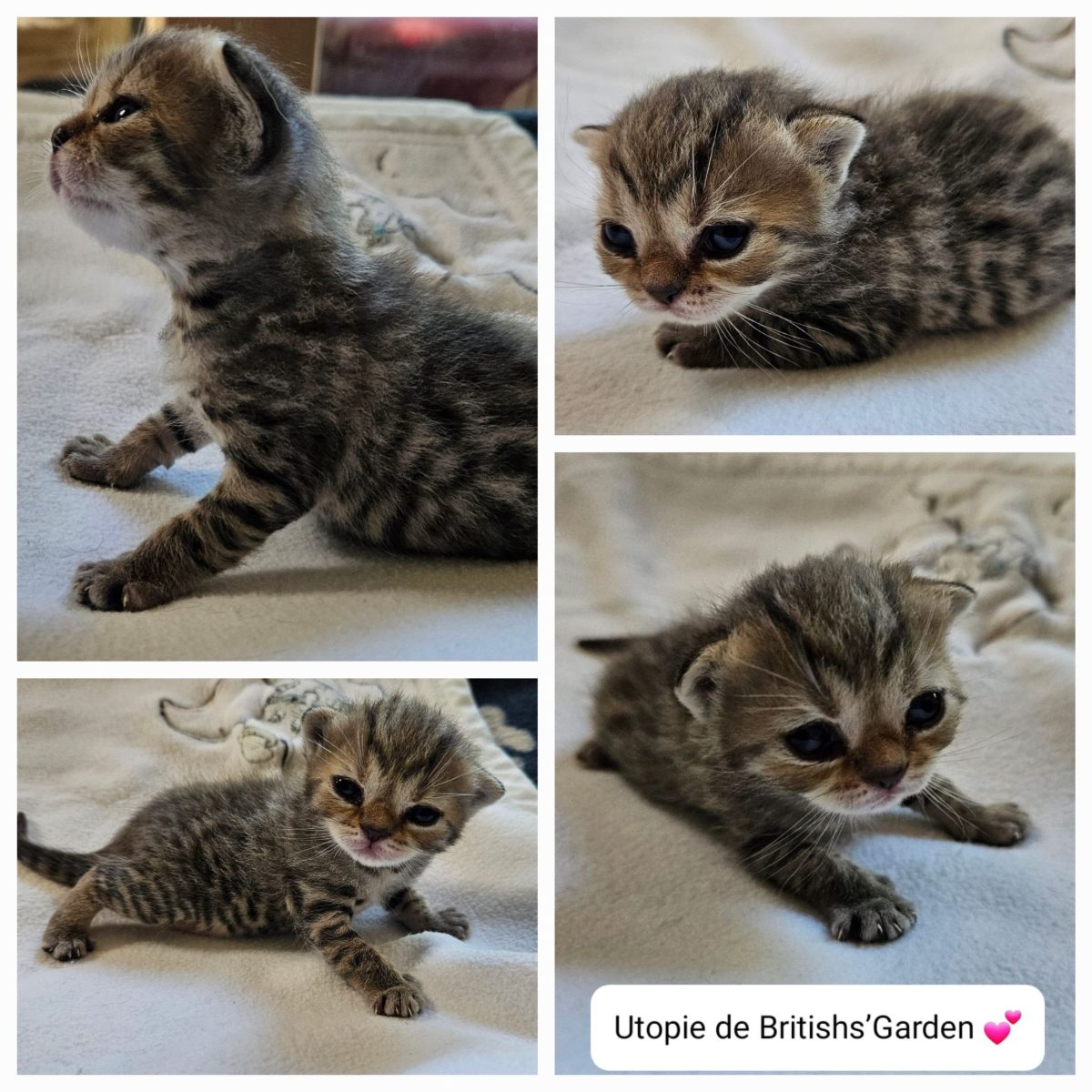 chaton british brown tabby utopie 1907914641881377299.