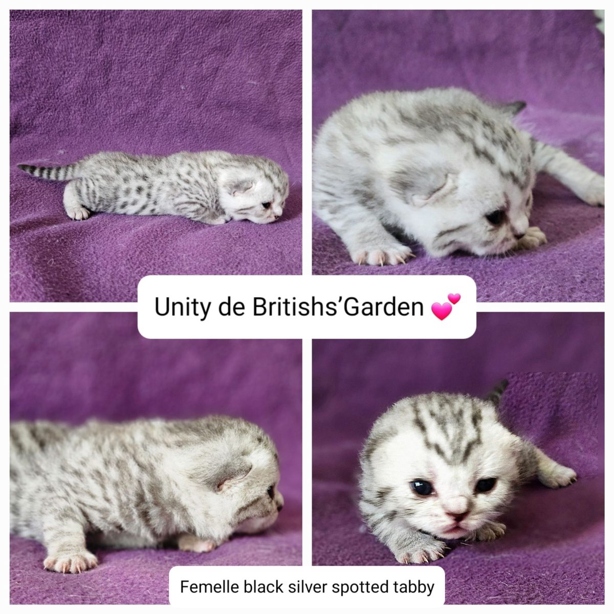 unity de britishs’garden chaton black silver tabby676493575551565610.