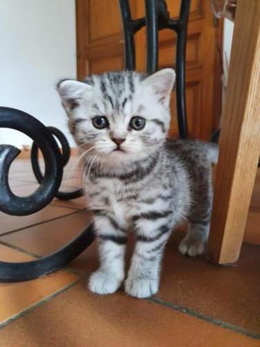 chaton-british-black-silver-tabby-shorthair-LOOF-robe-spotted-Sequioa-2021
