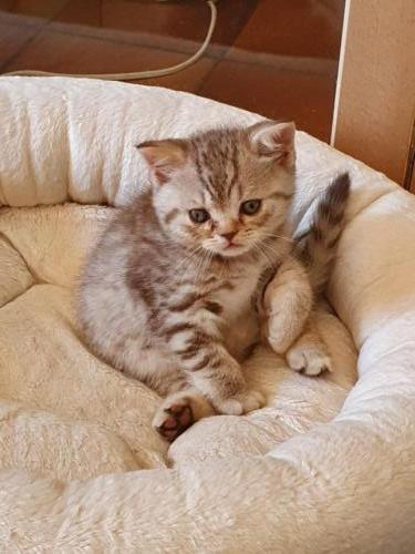 chaton-british-chocolat-siler-spotted-tabby-shorthair-Loof-drole-Sharly-2021